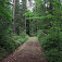Upravená lesná cesta voňavým lesom