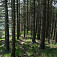 Borovicový lesík nad Jeleňou horou