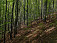 Bukovské vrchy