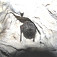 Jeden zo zimných spáčov v Netopierej jaskyni