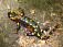 Salamandra škvrintá