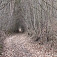 Lesný tunel