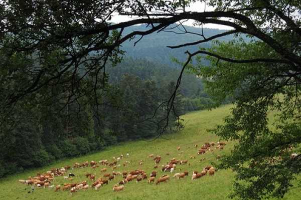 Stádo kraviek na Voľarni
