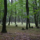 typický dubový les