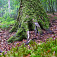 NPR Dobročský prales, Veporské vrchy, autor foto Tomáš Trstenský