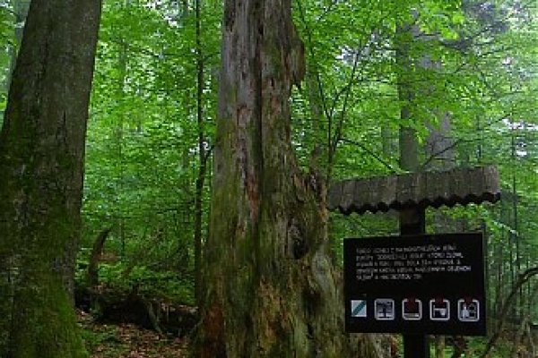 NPR Dobročský prales, Veporské vrchy, autor foto Tomáš Trstenský