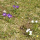 Na jar zdobia lúky pri Donauquelle kvety šafranov