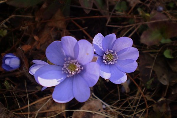 Jarná flóra - Pečeňovník trojlaločný