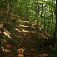 Krásny lesný chodníček