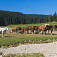 Stádo koní na trávnatom ostrovčeku (autor foto: MarianO)
