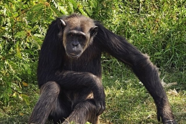 Šimpanz v NP Sweetwaters, jediný park, kde sa takto chovajú
