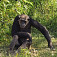 Šimpanz v NP Sweetwaters, jediný park, kde sa takto chovajú