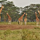 Žirafy pri napájadle blízko Lake Nakuru
