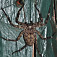 Jedovatý pavúk z čelade Sparasidae, rod Eusparasus