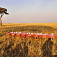 Raňajky na africký spôsob, po pristátí balona na nás čakalo takéto privítanie v strede NP Masai Mara