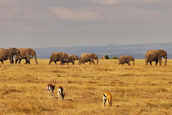 Stádo slonov a gazela Grantova