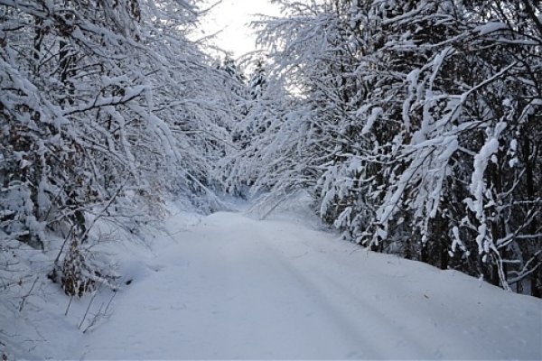 Konáre stromov obťažkané snehom občas prevísali do cesty