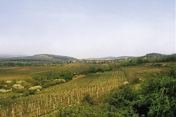Pri Malej Tŕni (Tokajská vinohradnícka oblasť)