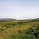Pri Malej Tŕni (Tokajská vinohradnícka oblasť)