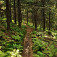 Ďalší príjemný les v rezervácií Javorinka