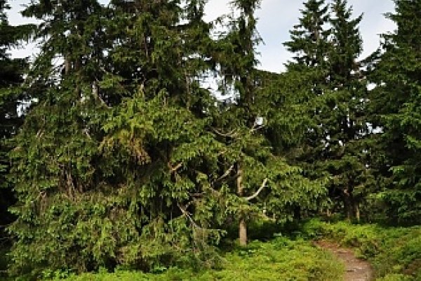 Nádherný smrekovo-čučoriedkový prales pred vrcholom Minčola