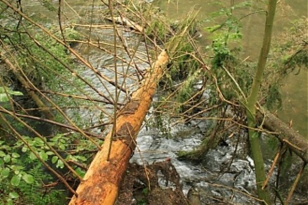 Popadané stromy v Hornáde