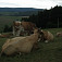 Kravy s výhľadom na Veľkú Javorinu