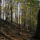Listnatý les niekde v okolí Nižnej Lipovej