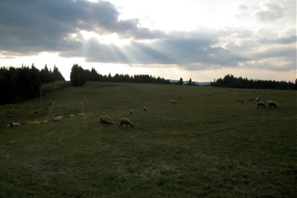 Ovce na Čierťaži