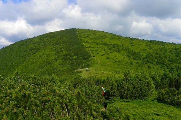 Hustá kosodrevina medzi Heľpianskym vrchom (Krivuľa) a sedlo Priehybka, vzadu je Veľká Vápenica (autor foto: Tomáš Trstenský)