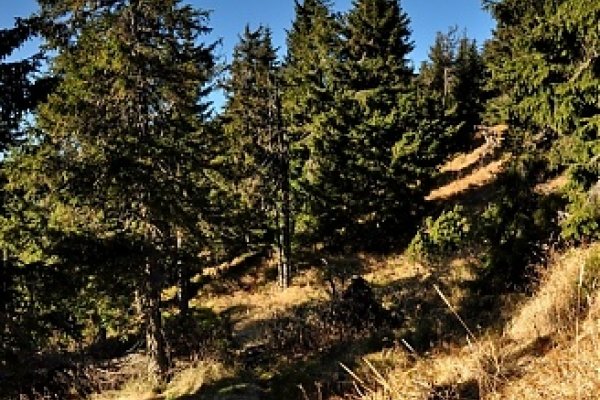 Úzky chodníček riedkym smrekovým lesom na hrebeni