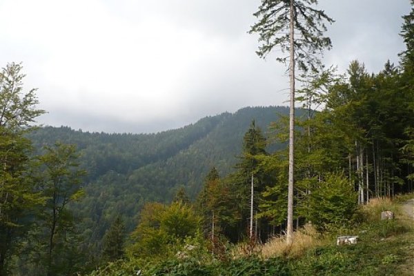 Stúpanie lesom z Podstrání
