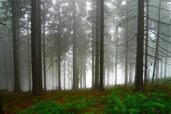Zahmlený les 