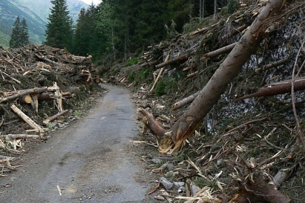 Prerazenie čela lavíny plného hrubých stromov bolo náročné (27. 5. 2009)