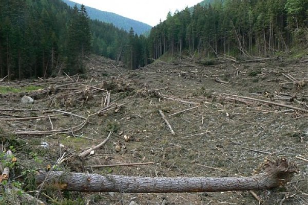 V lavíne sú ešte stále pochované tony dreva (27. 5. 2009)