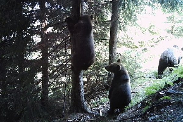 Pri medveďom strome