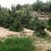 Pohľad z cesty napravo - piesok a borovice