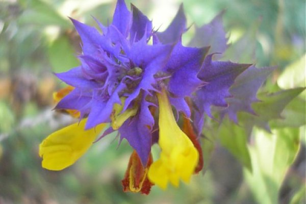 V lesoch na Bakovej jame v lete až do jesene priam exoticky pôsobia kvety našej bežnej rastliny čermeľa hájneho