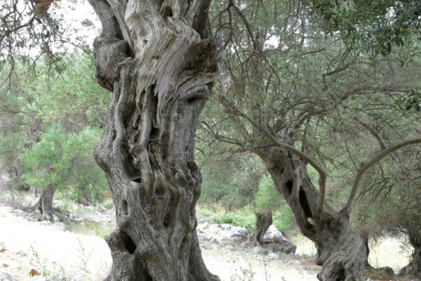 Nádherné olivovníky