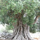 Najstarší olivovník