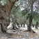 Rajská olivovníková záhrada