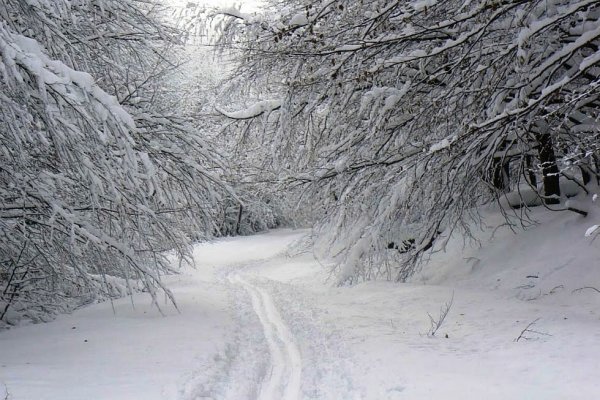 Úsek z malokarpatskej klasiky Baba - Rača s čerstvo napadnutým snehom