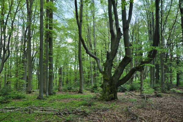 Les v okolí (autor foto: Stanislav Ďurica)