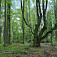 Les v okolí (autor foto: Stanislav Ďurica)