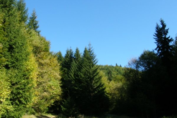Lesná cesta nad Podjavorníkom