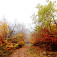Jesenná krása lesnou cestou
