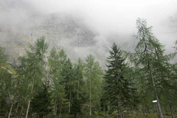 V hmle zahalený les tesne pod stenou Seewand