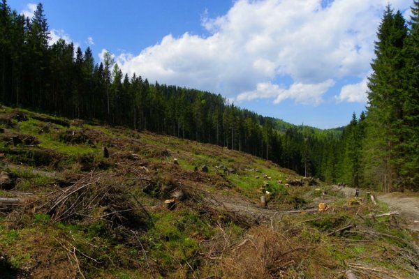 Rúbaň vo Volovských vrchoch (autor foto: Tomáš Trstenský)