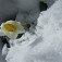 Čemerica čierna - alpská snežienka