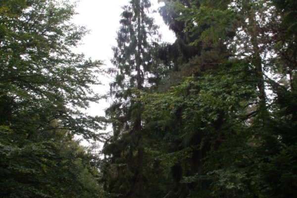 Cestu lemuje zmiešaný les takmer parkového typu